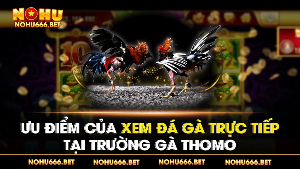 đá gà trực tiếp 01